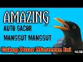 Download Lagu BUKA SUARA | Masteran Jalak Kebo Mata Kuning,Putar Suara Ini Pagi Sore Dan Malam Hari.Di Jamin Gacor