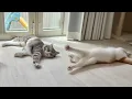 Download Lagu 日向ぼっこが気持ち良すぎて窓際でバンザイしてた猫が可愛すぎましたw