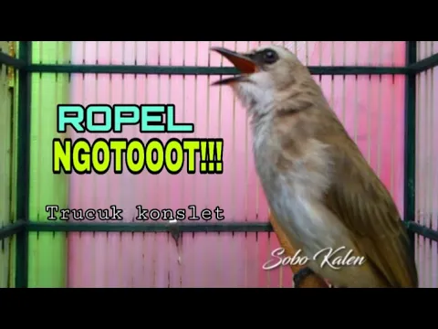 Trucukan gacor ropel NGOTOOOT
