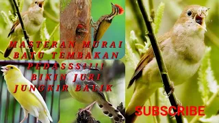 Download Masteran Murai Bikin juri 😳 Jungkir Balik , Kenari ,Sikatan Londo #masteran #masteranburung MP3