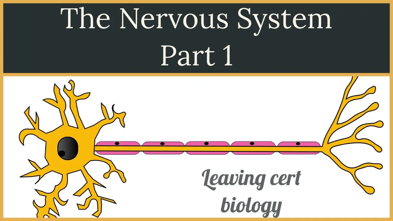 Nervous System Part 1- Leaving Cert Biology