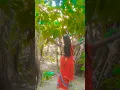 Download Lagu #bhojpuri #bhojpurisong #bhojpurigana #aashish #khesarilalyadav #newvideo #viralvideo #dance #bho