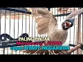 Lagu Suara Burung Kutilang Gacor ASLI Tanpa isian, PANCINGAN Pikat Kutilang bikin kutilang Ribut gacor