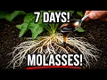 One Tablespoon Of Molasses Triples Your Plants In 7 Days 1 Recipe