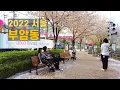 Download Lagu 벚꽃 흩날리는 부암동 걷기 Walk on Buam-dong in Seoul 【4K】