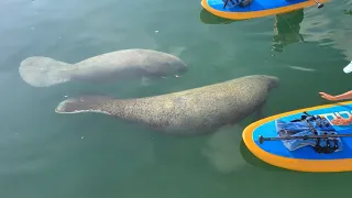 Ep 8:  Stand Up PaddleBoarding with Manatee