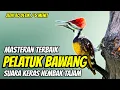 MASTERAN PELATUK BAWANG GACOR SUARA KERAS TEMBAKAN TAJAM