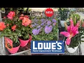 LOWES BEST NEW PLANTS-ARRIVALS FOR HOW TO MAKE YOUR GARDEN BEAUTIFUL