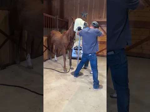 Rescue Horse Dental Checkup #rescueanimals
