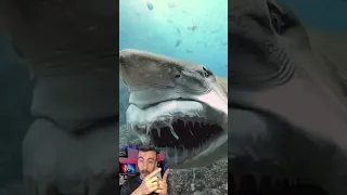 شاهد أسنان سمكة القرش سبحان الله 