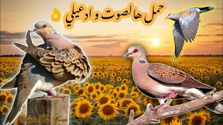 صوت القمري المهاجر   الترغل دندنها