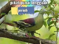 Download Lagu pikat lengguak terbaru jernih