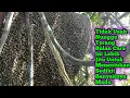 Download Lagu Terang Bulan Bukan Penentu Sedikit Banyaknya Madu,Inilah Faktanya!!! #bee#honey#lebah#hutan#extreme 