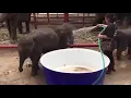 Download Lagu akulah sang gajah