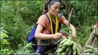 Cutting bananas from the garden in the village and carrying them home.Ruralvillagelife