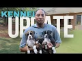 Boxer puppies 8 week update