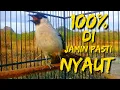Download Lagu 100% PASTI NYAUT...!!! DI MASTERI SUARA BURUNG KUTILANG GACOR ini Ampuh buat pancingan