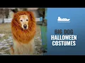 Big Dog Halloween Costumes 2018 Peicees Lion Mane Costume for Dog Lion Wig Large Dog Costumes for