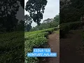 Lagu KEBUN Teh Wonosari MALANG