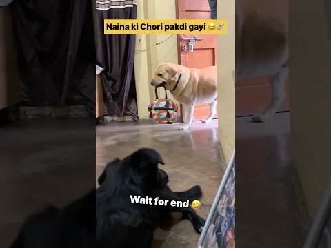 chori pakdi gyi 😂 || labra rubi || #shorts #youtubeshorts #labrador #dog #funny #memes #viral
