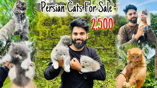Download Persian Cats For Sale | Triple Coat Persian Kittens | Persian Cat | persian cat price in india MP3