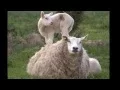 Download Lagu Film Mooi Appeltern juni 2014