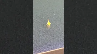Little yellow bug dancing on laptop cover held for charging