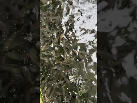 শোল মাছের খামার Sheakhead fish farm