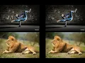 Digital Image Watermarking