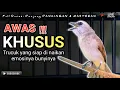 Download Lagu TRUCUKAN GACOR EMOSI || pancingan, masteran terbaik untuk trucuk dan burung lainya