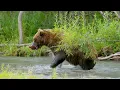 HUNTER ANIMALS - 8K (60FPS) ULTRA HD - With Nature Sounds (Colorfully Dynamic)
