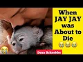 When DEAN SCHNEIDER Jay Jay monkey was about to DIE 😔 😔 | Hakuna mipaka Oasis