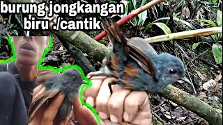 Download jongkangan biru-mikat burung jongkangan biru MP3