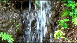 terapi ampuh untuk semua burung suara air terapi burung suara gemericik air