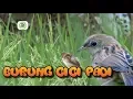 Lagu Suara Burung Cici Padi Untuk Pikat