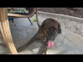Bark Box opening
