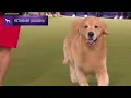 Download Lagu Retrievers (Golden) | Breed Judging 2024