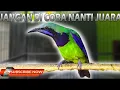 Download Lagu CUCAK CUNGKOK TEMBAKAN MEWAH PANJANG KASAR IS THE BEST