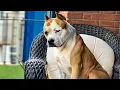 Dog Waited 270 Days For Someone To Take Him Home Today His Wait Is Over