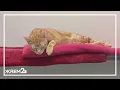 Spokane Humane Society to waive adoption fees as part of ASPCA s Rescue Effect campaign
