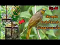 Download Lagu เสียงนกกรงดอกแตงEp.46 นกต่อเจ้ามณี เปิดดอกเพลงเบิ้ล!! ร้องริกใส่นกป่าSuara merbah lekir|Birds sounds