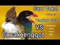 Download Lagu Masteran super ll Cucak jenggot vs Tengkek buto