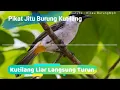 Download Lagu Suara isian dan pikat  burung kutilang gacor | Kicau Burung Mp3