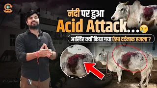 नंदी पर हुआ Acid Attack… आखिर क्यों किया गया ऐसा दर्दनाक हमला? 😢🙏GSD Animal Hospital