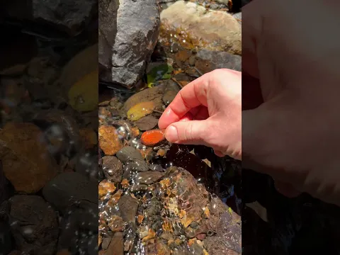Collecting Red Ochre Rocks