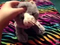 Webkinz Code Rafael CLOSED
