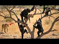 Lion Cub Kidnapped! Chimps Flee Up the Tree as the Lion Pride Attacks! | Animal Fights