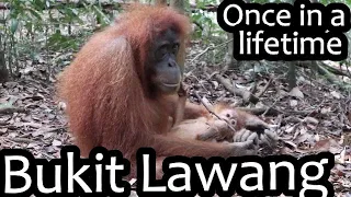 A once in a lifetime experience trekking with Orangutans | Bukit Lawang (Indonesia Ep 4)