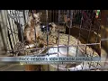 Tucson s PACC seizes over 100 animals found in small crates