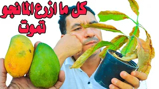 الابداع فى رعاية شتلات المانجو نصائح ذهبية لو عايز يكون عندك شجرة مانجو مثمرة فى عام 
